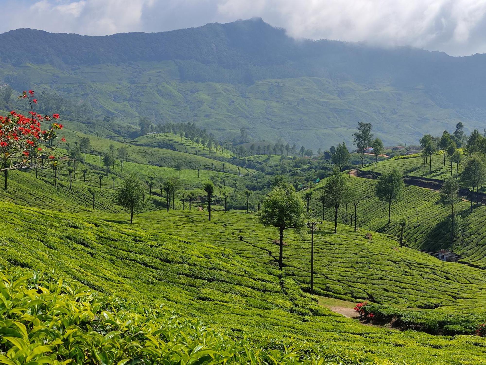 Munnar Village Homes Екстериор снимка